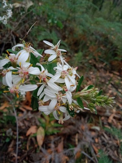 Olearia erubescens, photographed by Nina Kerr