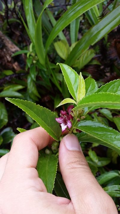 Stenogyne purpurea, photographed by cwarneke