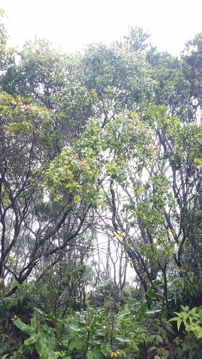 Metrosideros waialealae, photographed by cwarneke
