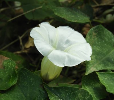 Ipomoea corymbosa, photographed by Francisco Farriols Sarabia