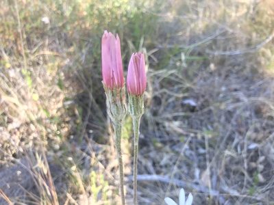 Trichocline spathulata, photographed by Ann Bentley