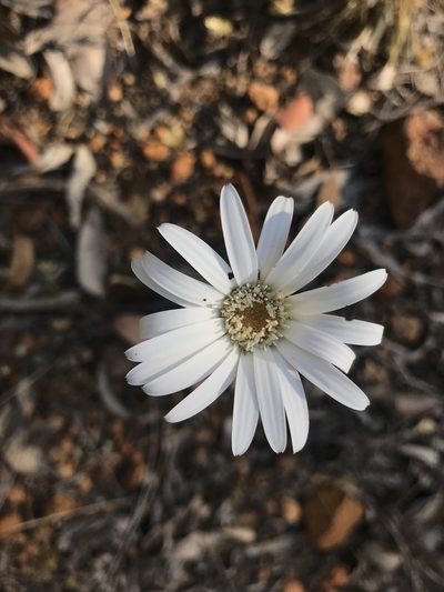 Trichocline spathulata, photographed by Ann Bentley