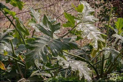 Philodendron undulatum, photographed by RAP