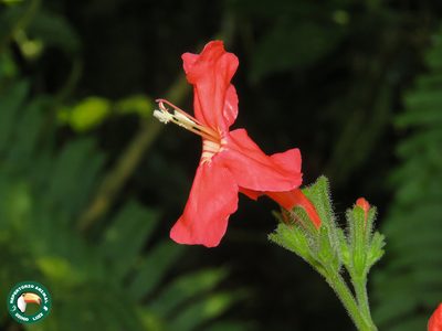 Ruellia elegans, photographed by Diogo Luiz