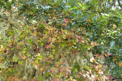 Viburnum ellipticum, photographed by Ed Alverson