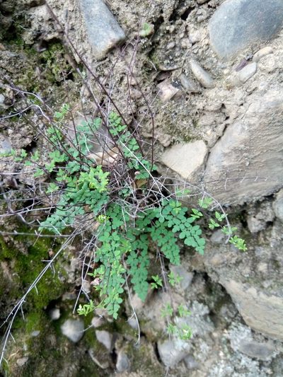 Argyrochosma nivea, photographed by Alfredo F. Fuentes Claros
