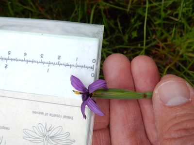 Sisyrinchium hitchcockii, photographed by Ed Alverson