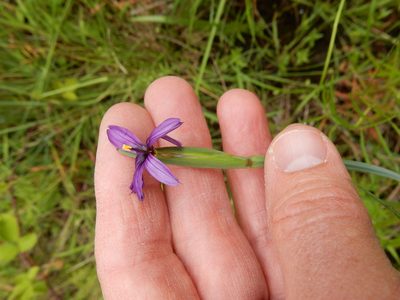 Sisyrinchium hitchcockii, photographed by Ed Alverson