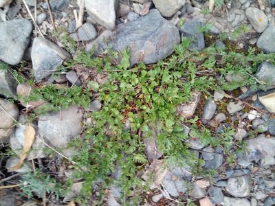 Convolvulus laciniatus, photographed by Alfredo F. Fuentes Claros