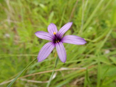 Sisyrinchium hitchcockii, photographed by Ed Alverson
