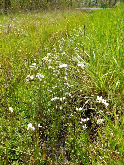 Cardamine penduliflora, photographed by Ed Alverson