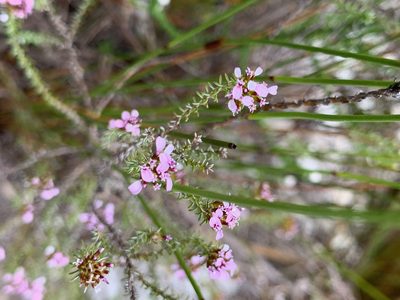 Stoebe ericoides, photographed by Matthew Fainman