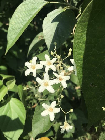 Cordia elaeagnoides, photographed by Sula Vanderplank