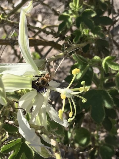 Passiflora palmeri, photographed by Sula Vanderplank