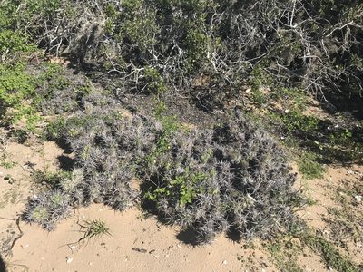 Grusonia invicta, photographed by Sula Vanderplank