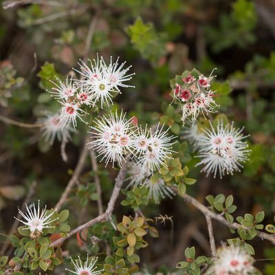 Kunzea pomifera, photographed by Kym Nicolson