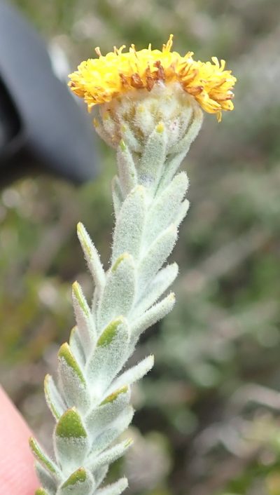 Athanasia pachycephala, photographed by Nicola van Berkel