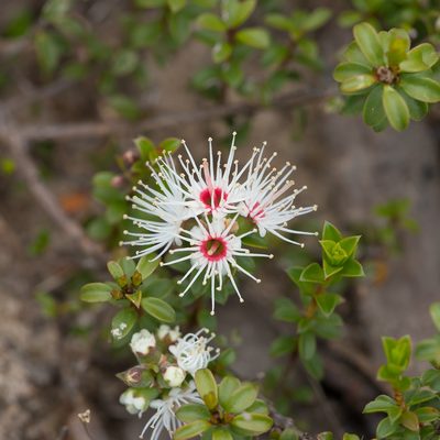 Kunzea pomifera, photographed by Kym Nicolson