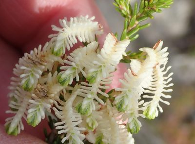 Erica glomiflora, photographed by Nicola van Berkel