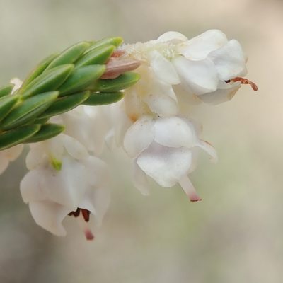 Erica pseudocalycina, photographed by Nicola van Berkel