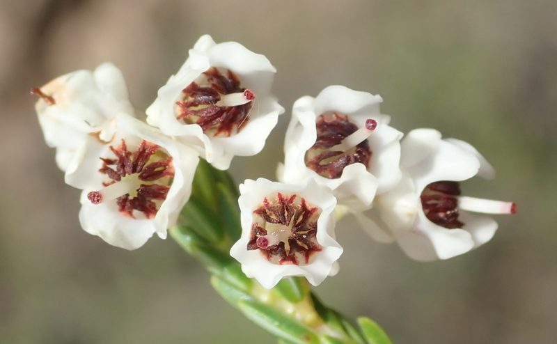 Erica pseudocalycina, photographed by Nicola van Berkel