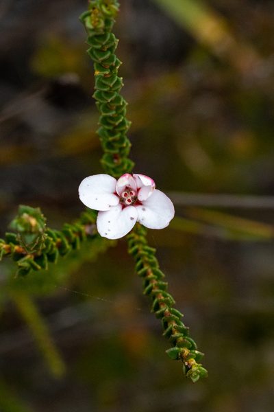 Adenandra brachyphylla, photographed by magriet b