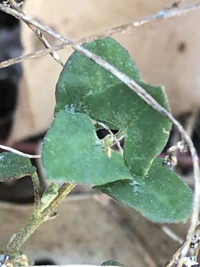 Chenopodium trigonon, photographed by Greg Tasney