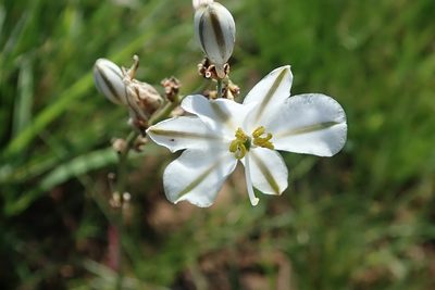 Chlorophytum cooperi, photographed by Peter Warren