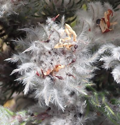 Phylica meyeri, photographed by Nicola van Berkel