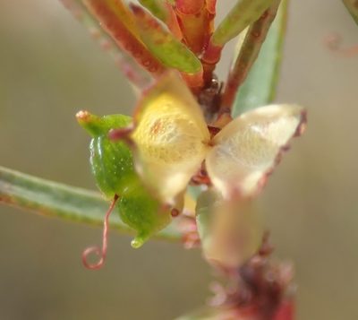 Agathosma pungens, photographed by Nicola van Berkel