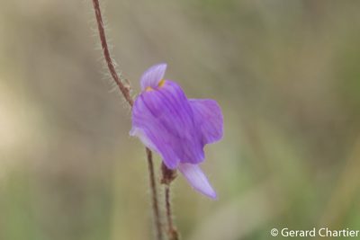 Utricularia hirta, photographed by Gerard Chartier