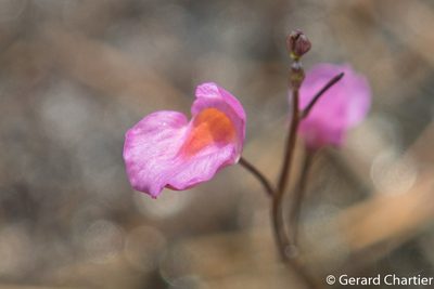 Utricularia punctata, photographed by Gerard Chartier