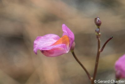 Utricularia punctata, photographed by Gerard Chartier