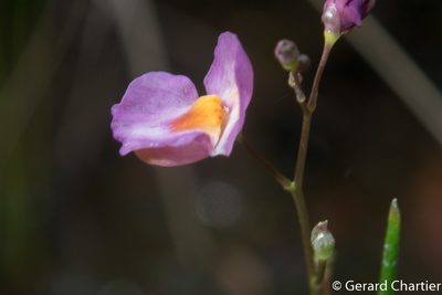 Utricularia punctata, photographed by Gerard Chartier