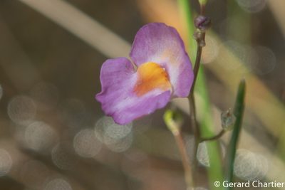 Utricularia punctata, photographed by Gerard Chartier
