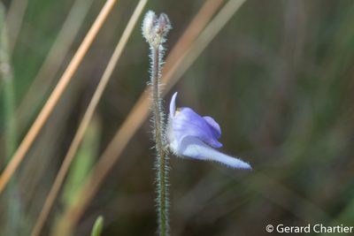 Utricularia hirta, photographed by Gerard Chartier