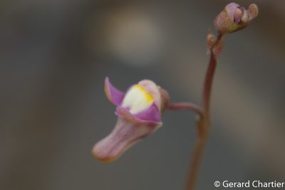 Utricularia limosa, photographed by Gerard Chartier