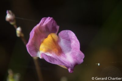 Utricularia punctata, photographed by Gerard Chartier