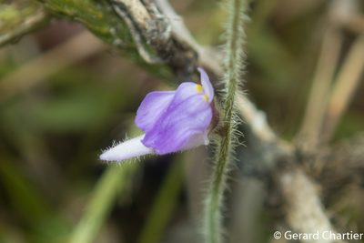 Utricularia hirta, photographed by Gerard Chartier