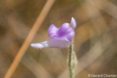Utricularia hirta, photographed by Gerard Chartier