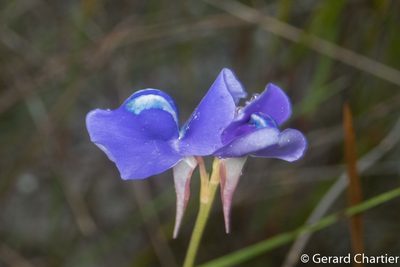 Utricularia delphinioides, photographed by Gerard Chartier