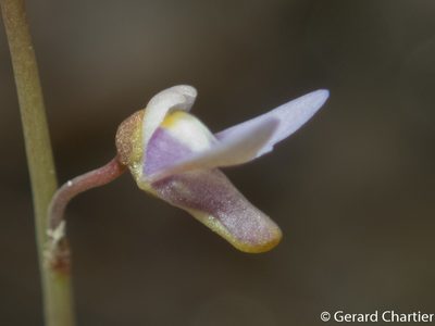 Utricularia limosa, photographed by Gerard Chartier