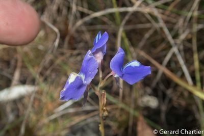 Utricularia delphinioides, photographed by Gerard Chartier