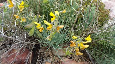 Lebeckia meyeriana, photographed by Paul Emms