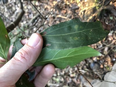 Cryptocarya triplinervis, photographed by Greg Tasney