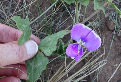 Vigna unguiculata, photographed by Peter Warren