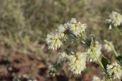Ptilotus auriculifolius, photographed by T. Hammer