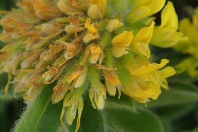 Leobordea corymbosa, photographed by Peter Warren