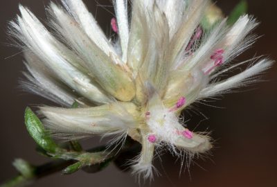 Ptilotus divaricatus, photographed by T. Hammer