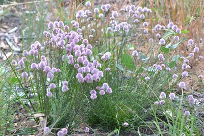 Ptilotus drummondii, photographed by T. Hammer